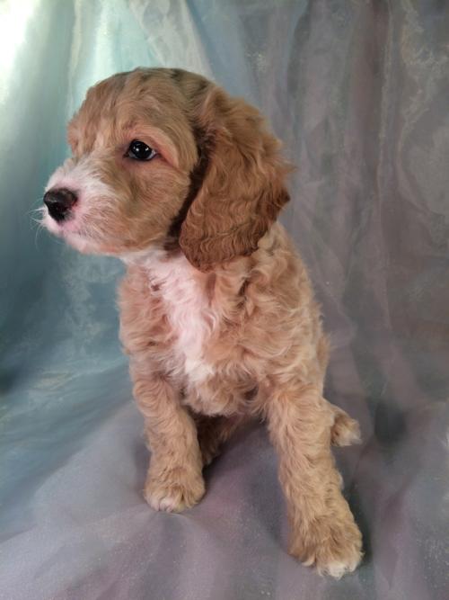Male Cockapoo Puppy DOB 11-23-15 $875